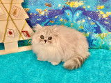 Chatons Persans Silver LOOF : santé et caractère extra garanties