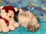 Chatons Persans Silver LOOF : santé et caractère extra garanties