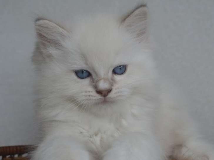 1 chaton Ragdoll LOOF à réserver, femelle lilac tabby mitted d'août 2025