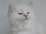 1 chaton Ragdoll LOOF à réserver, femelle lilac tabby mitted d'août 2025