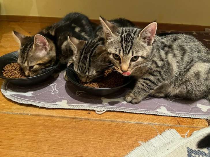 Chatons à donner