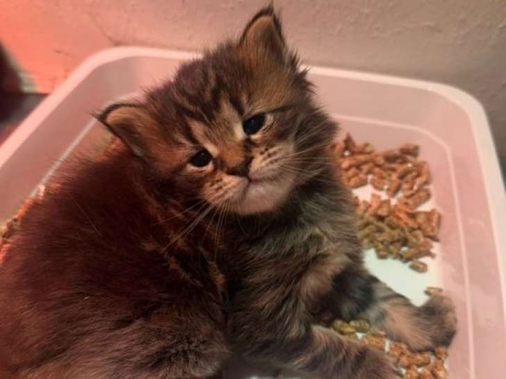 3 chatons Maine Coons LOOF à réserver, 2 mâles et 1 femelle de septembre 2025
