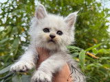 4 chatons mâles Maine Coons LOOF à réserver