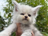4 chatons mâles Maine Coons LOOF à réserver
