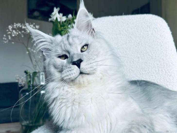 1 chat Maine Coon LOOF à vendre, mâle black silver shaded adulte de 20 mois