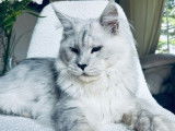 1 chat Maine Coon LOOF à vendre, mâle black silver shaded adulte de 20 mois