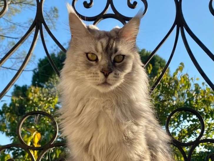 1 chatte Maine Coon LOOF de 6 ans à vendre