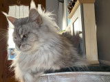 1 chatte Maine Coon LOOF de 6 ans à vendre