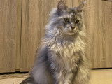 1 chatte Maine Coon LOOF de 6 ans à vendre