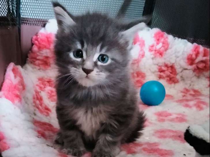 5 chatons Maine Coons LOOF à réserver