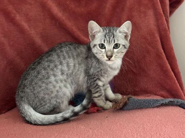5 chatons Mau Égyptien LOOF à vendre, mâles et femelles de juillet 2025