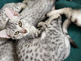 5 chatons Mau Égyptien LOOF à vendre, mâles et femelles de juillet 2025