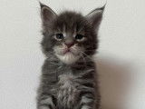 4 chatons Maine Coons LOOF à réserver, 3 mâles et 1 femelle blue et blue silver tabby de septembre 2025