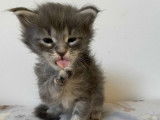 4 chatons Maine Coons LOOF à réserver, 3 mâles et 1 femelle blue et blue silver tabby de septembre 2025