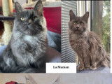 4 chatons Maine Coons LOOF à réserver, 3 mâles et 1 femelle blue et blue silver tabby de septembre 2025