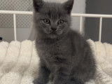 Chatons British Shortair à vendre