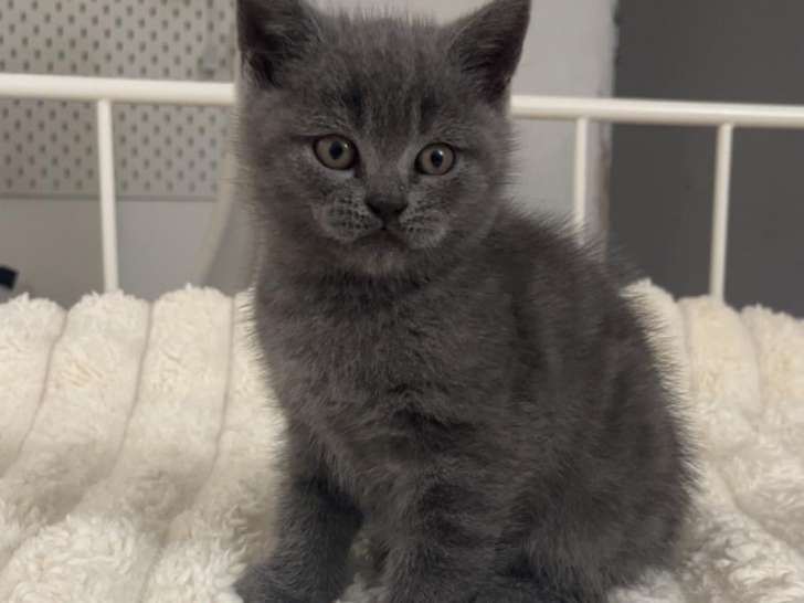 Chatons British Shortair à vendre