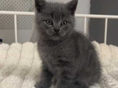 Chatons British Shortair à vendre