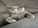 Chatons British Shortair à vendre