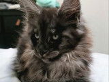 3 chatons femelles Maine Coons LOOF à réserver, nés en juillet 2025