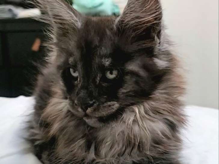 3 chatons femelles Maine Coons LOOF à réserver, nés en juillet 2025