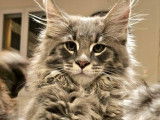 3 chatons femelles Maine Coons LOOF à réserver, nés en juillet 2025