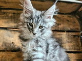 3 chatons femelles Maine Coons LOOF à réserver, nés en juillet 2025