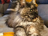 3 chatons femelles Maine Coons LOOF à réserver, nés en juillet 2025