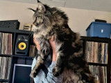 3 chatons femelles Maine Coons LOOF à réserver, nés en juillet 2025