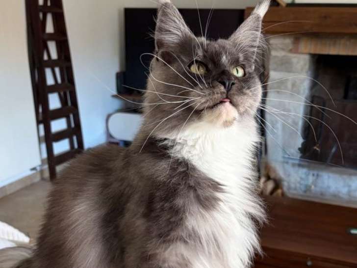 1 chatte Maine Coon LOOF à vendre, née en 2023, black smoke et blanc