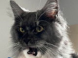 1 chatte Maine Coon LOOF à vendre, née en 2023, black smoke et blanc