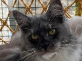 1 chatte Maine Coon LOOF à vendre, née en 2023, black smoke et blanc