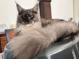 1 chatte Maine Coon LOOF à vendre, née en 2023, black smoke et blanc