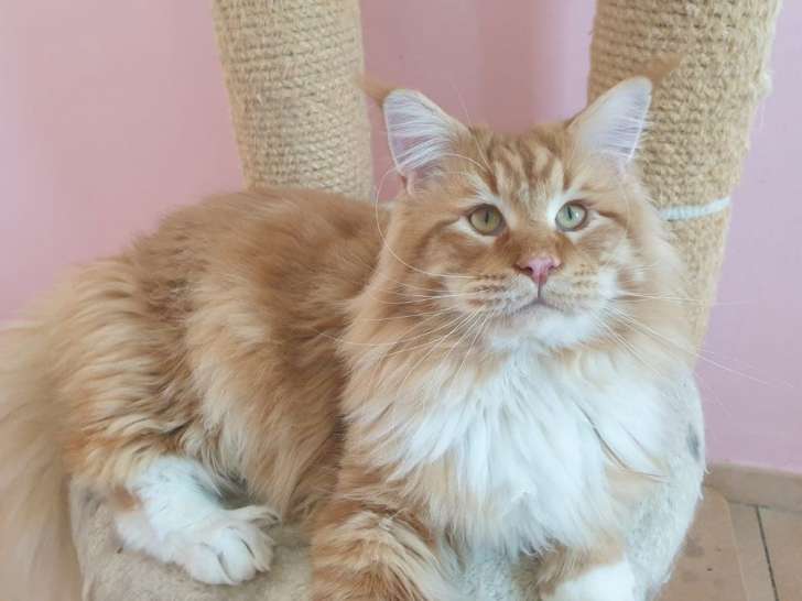 1 chat mâle Maine Coon LOOF à vendre, red blotched tabby né en mars 2019