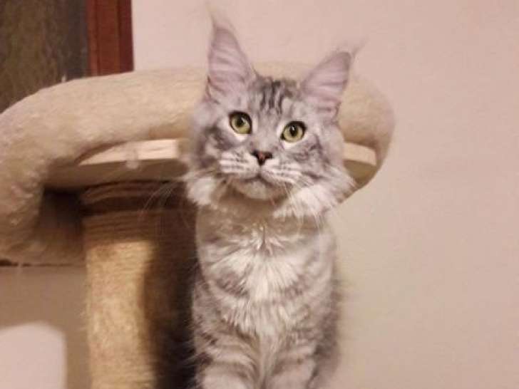 1 chatte Maine Coon LOOF à vendre, black silver mackerel tabby née en février 2020