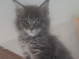 4 chatons Maine Coons à réserver, nés en août 2025, bleu et blanc, LOOF