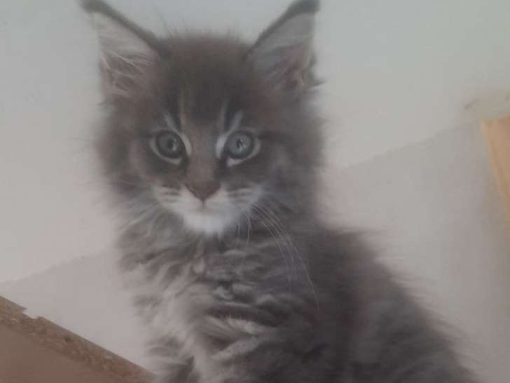 4 chatons Maine Coons à réserver, nés en août 2025, bleu et blanc, LOOF