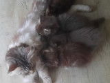4 chatons Maine Coons à réserver, nés en août 2025, bleu et blanc, LOOF