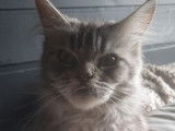 4 chatons Maine Coons à réserver, nés en août 2025, bleu et blanc, LOOF