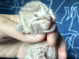 Réservation ouverte pour 7 chatons Savannah LOOF d’octobre 2025, brown spotted et lavande