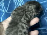 Réservation ouverte pour 7 chatons Savannah LOOF d’octobre 2025, brown spotted et lavande