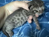 Réservation ouverte pour 7 chatons Savannah LOOF d’octobre 2025, brown spotted et lavande