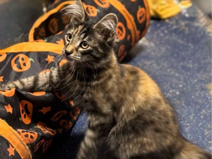 3 femelles Norvégiennes LOOF à vendre, chatons nés en mai 2025