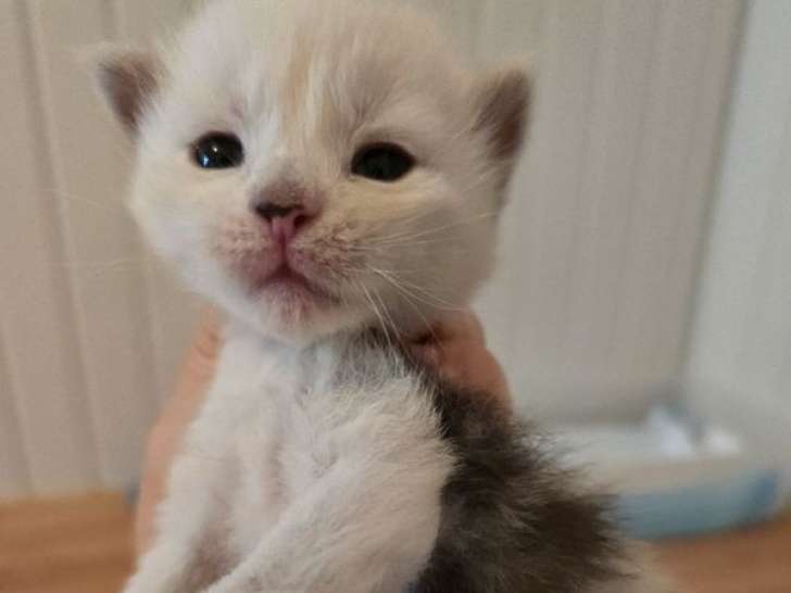 7 chatons Maine Coons LOOF d'octobre 2025 à réserver