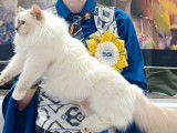5 chatons Sacrés de Birmanie LOOF à réserver, 3 femelles et 2 mâles nés en septembre 2025