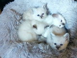 5 chatons Sacrés de Birmanie LOOF à réserver, 3 femelles et 2 mâles nés en septembre 2025