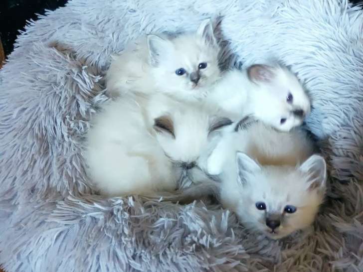 5 chatons Sacrés de Birmanie LOOF à réserver, 3 femelles et 2 mâles nés en septembre 2025
