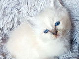 5 chatons Sacrés de Birmanie LOOF à réserver, 3 femelles et 2 mâles nés en septembre 2025