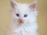 4 chatons Maine Coons LOOF à réserver, nés en août 2025, couleurs variées, 2 mâles et 2 femelles