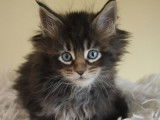 4 chatons Maine Coons LOOF à réserver, nés en août 2025, couleurs variées, 2 mâles et 2 femelles